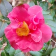 Ann Lawton